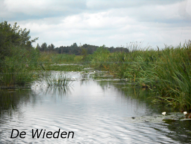 de Wieden